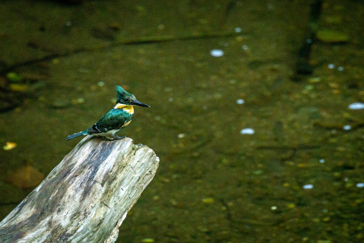 Green Kingfisher - Francisco Russo