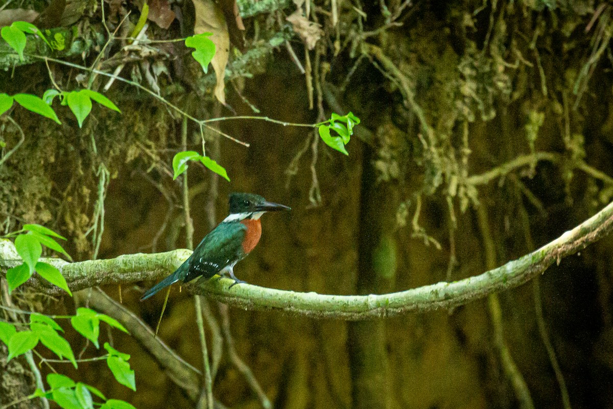 Green Kingfisher - Francisco Russo