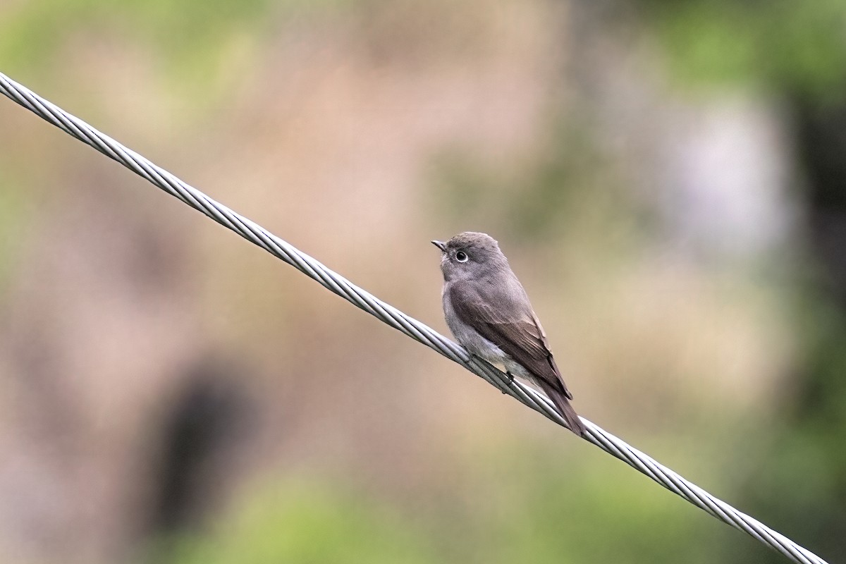 Dark-sided Flycatcher - Ramesh Shenai