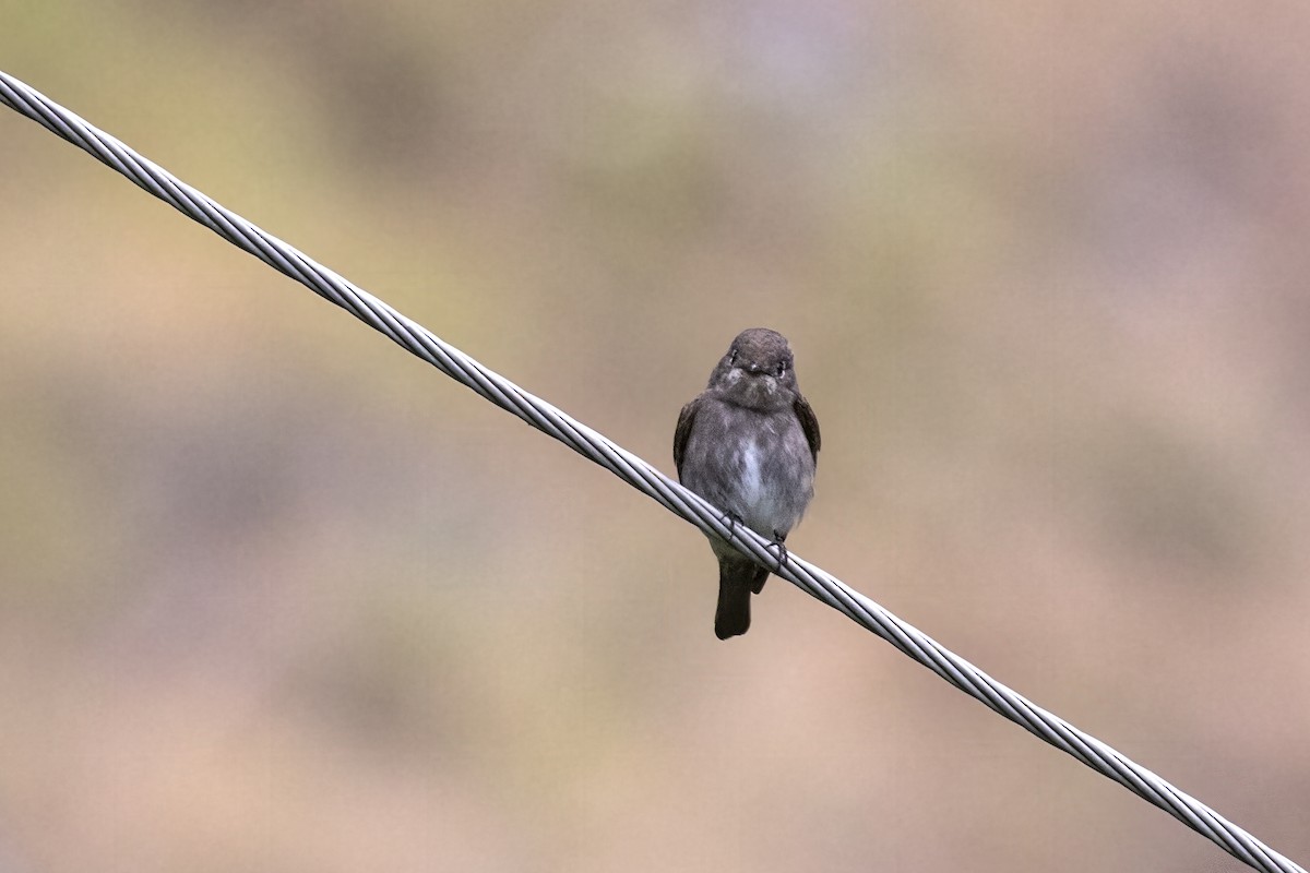 Dark-sided Flycatcher - Ramesh Shenai