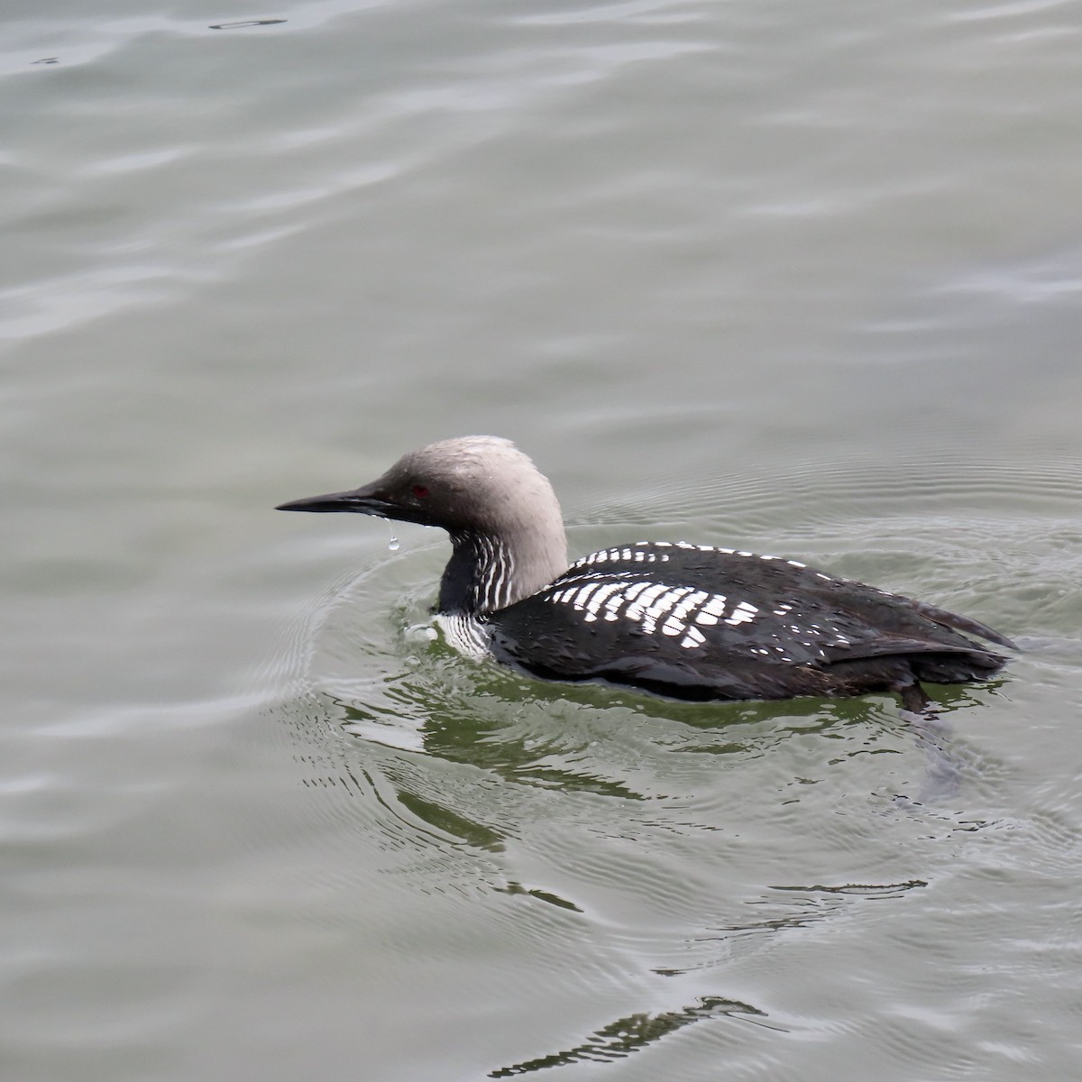 Pacific Loon - ML619116232