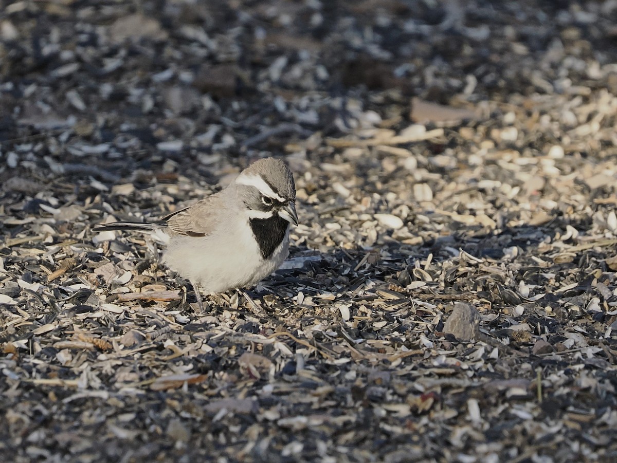 Black-throated Sparrow - Jeffery Sole