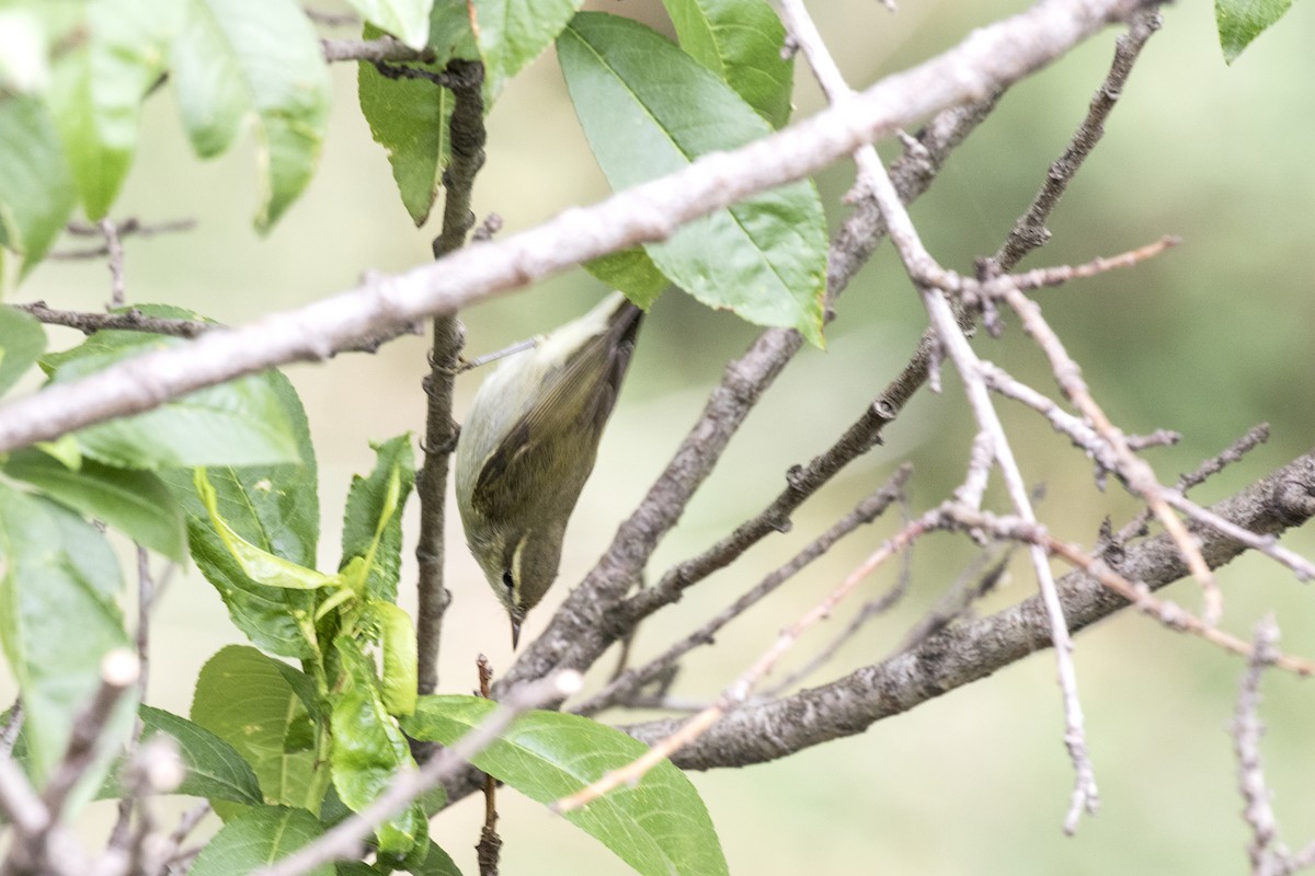 Greenish Warbler - Ramesh Shenai