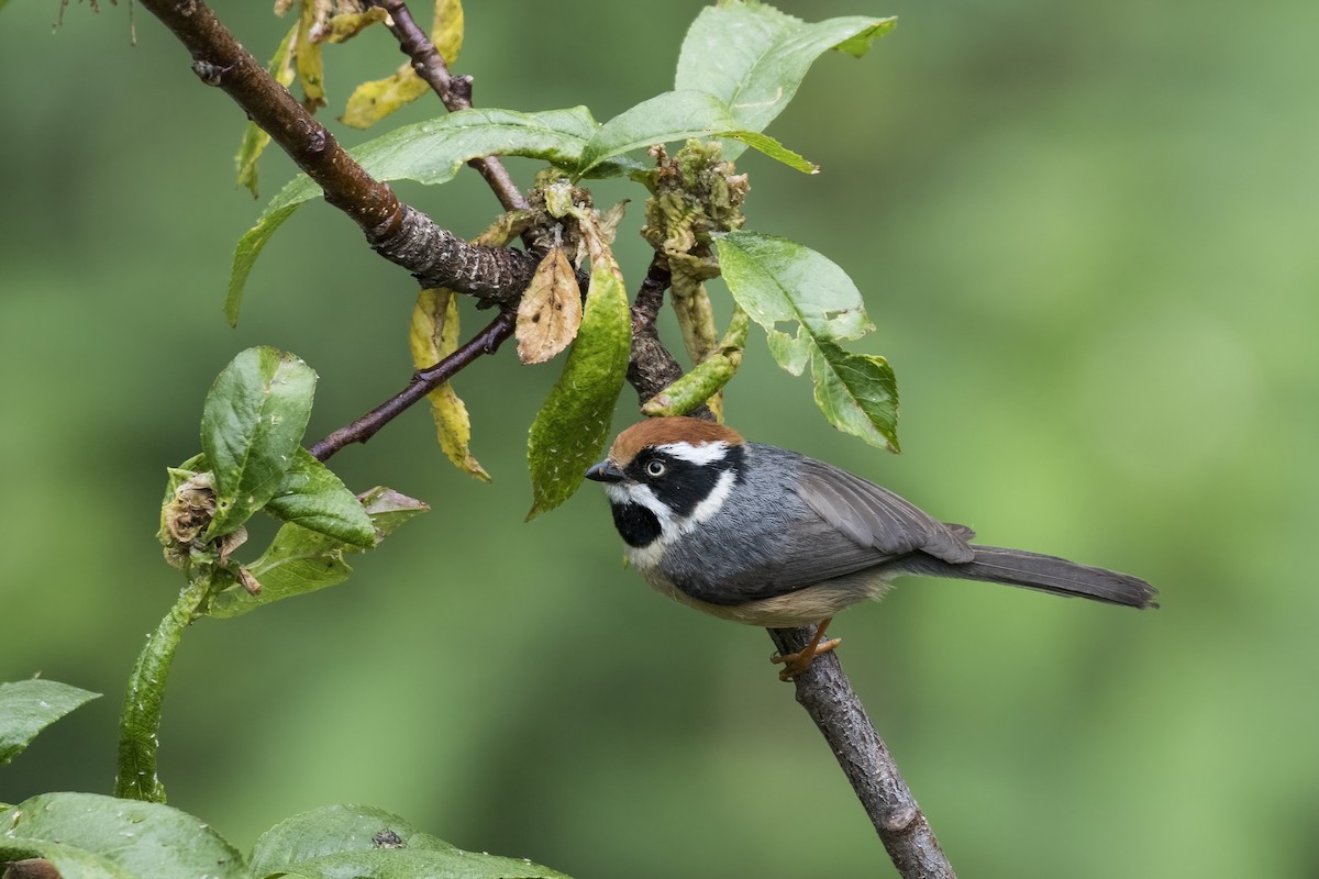 Black-throated Tit - Ramesh Shenai