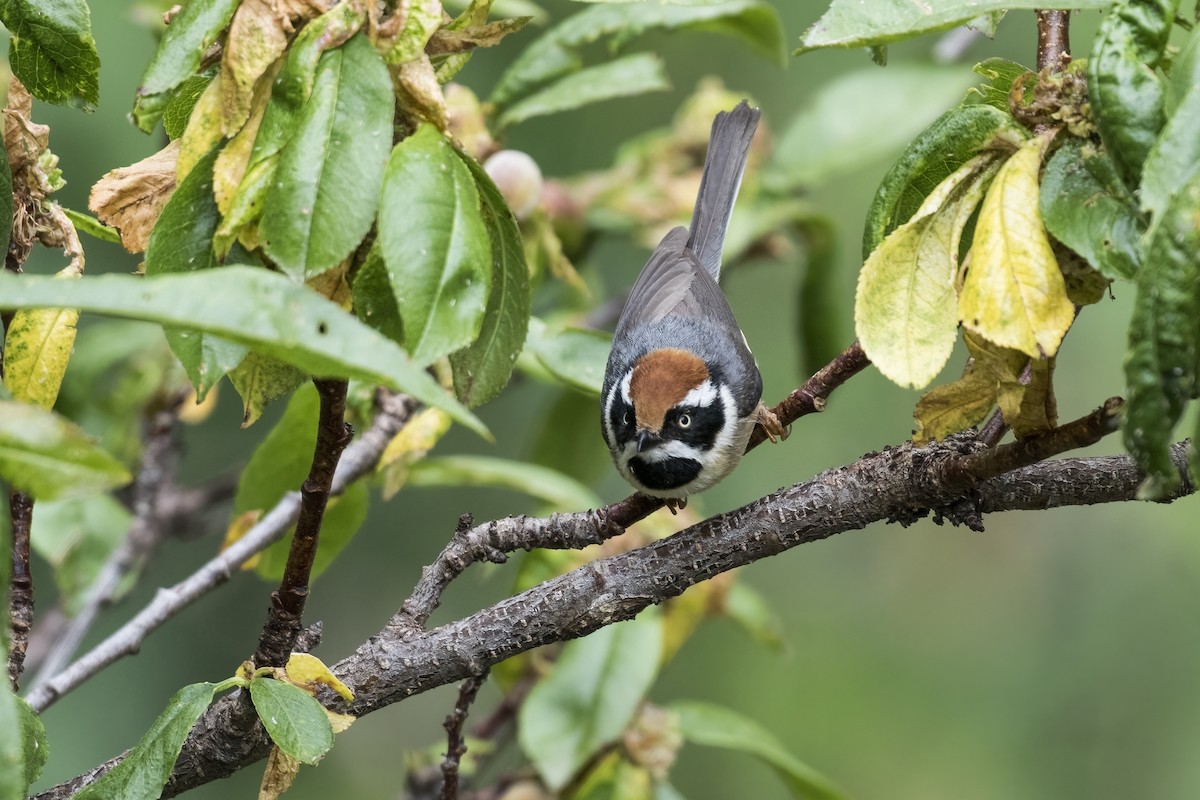 Black-throated Tit - Ramesh Shenai