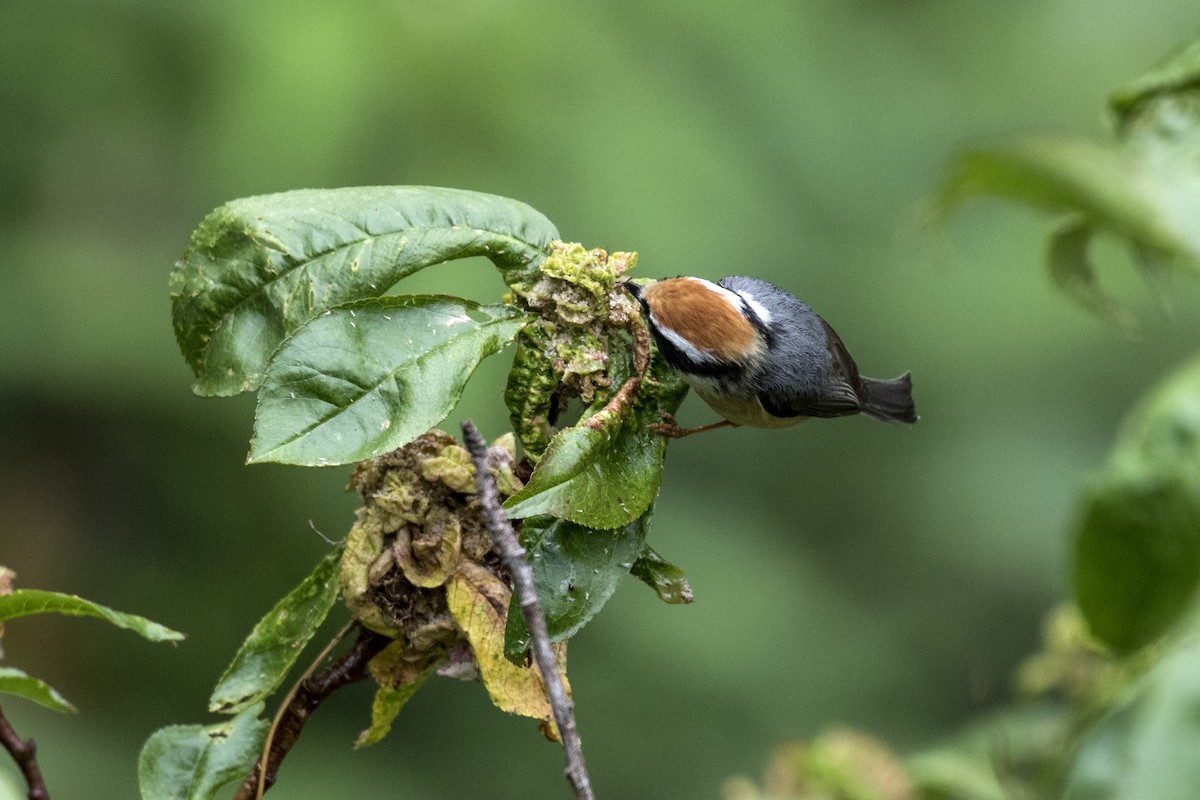 Black-throated Tit - Ramesh Shenai