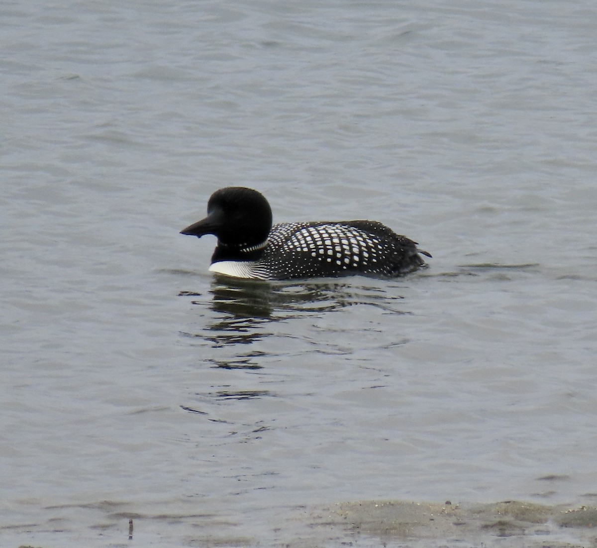 Common Loon - ML619116276