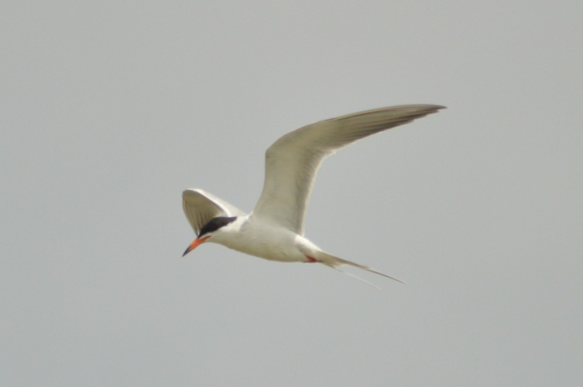 Forster's Tern - Ryan Pudwell