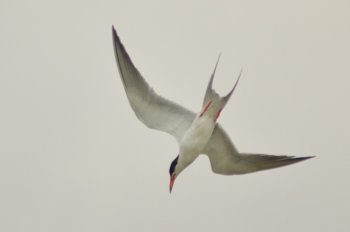 Forster's Tern - Ryan Pudwell