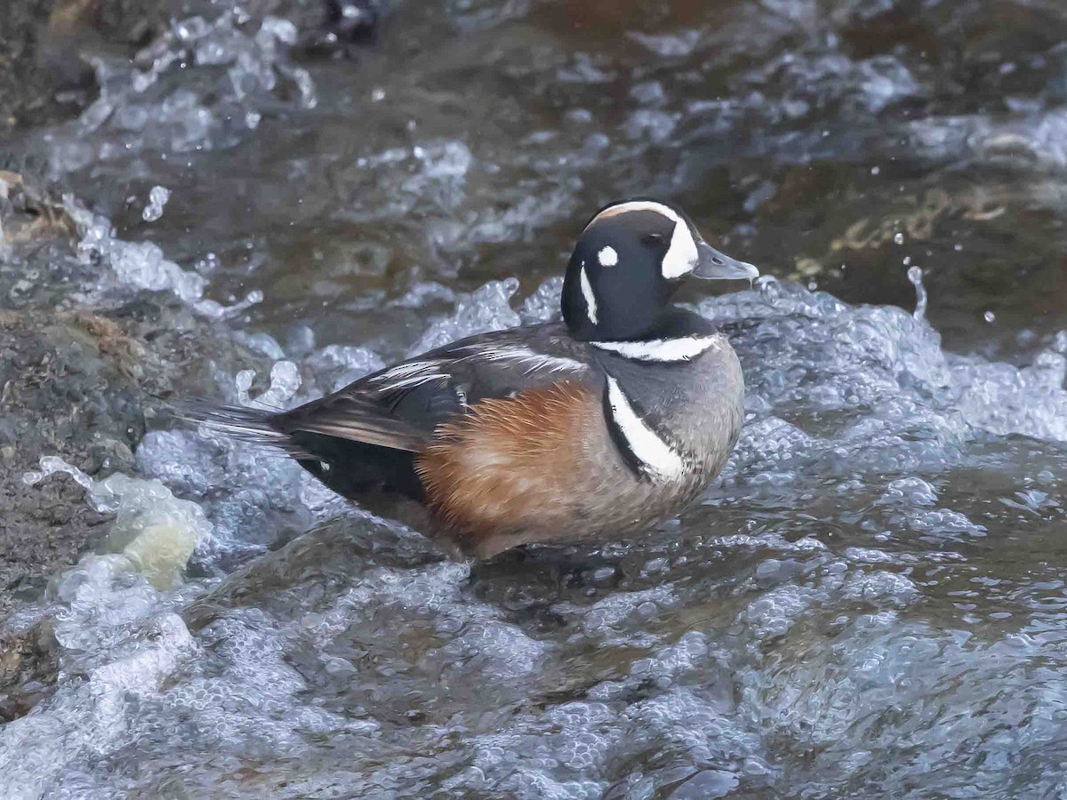 Harlequin Duck - ML619116287