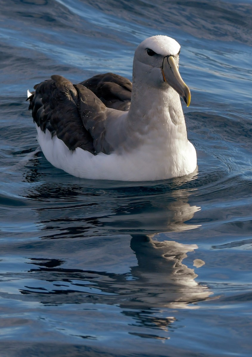 Salvin's Albatross - Elisa Focante