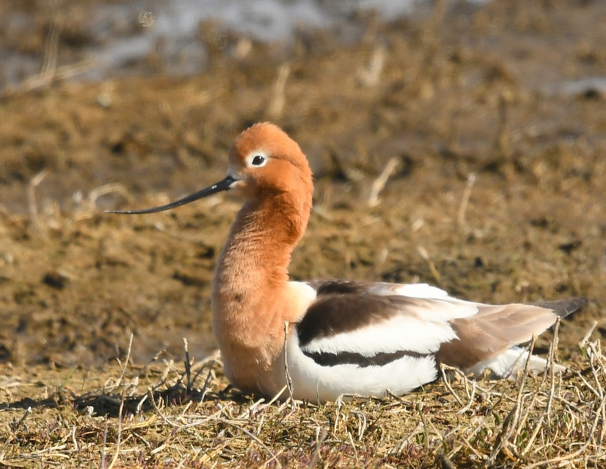 Avocette d'Amérique - ML619116294