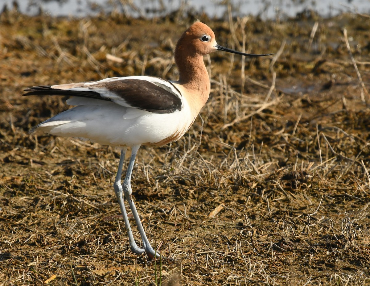 Avocette d'Amérique - ML619116298