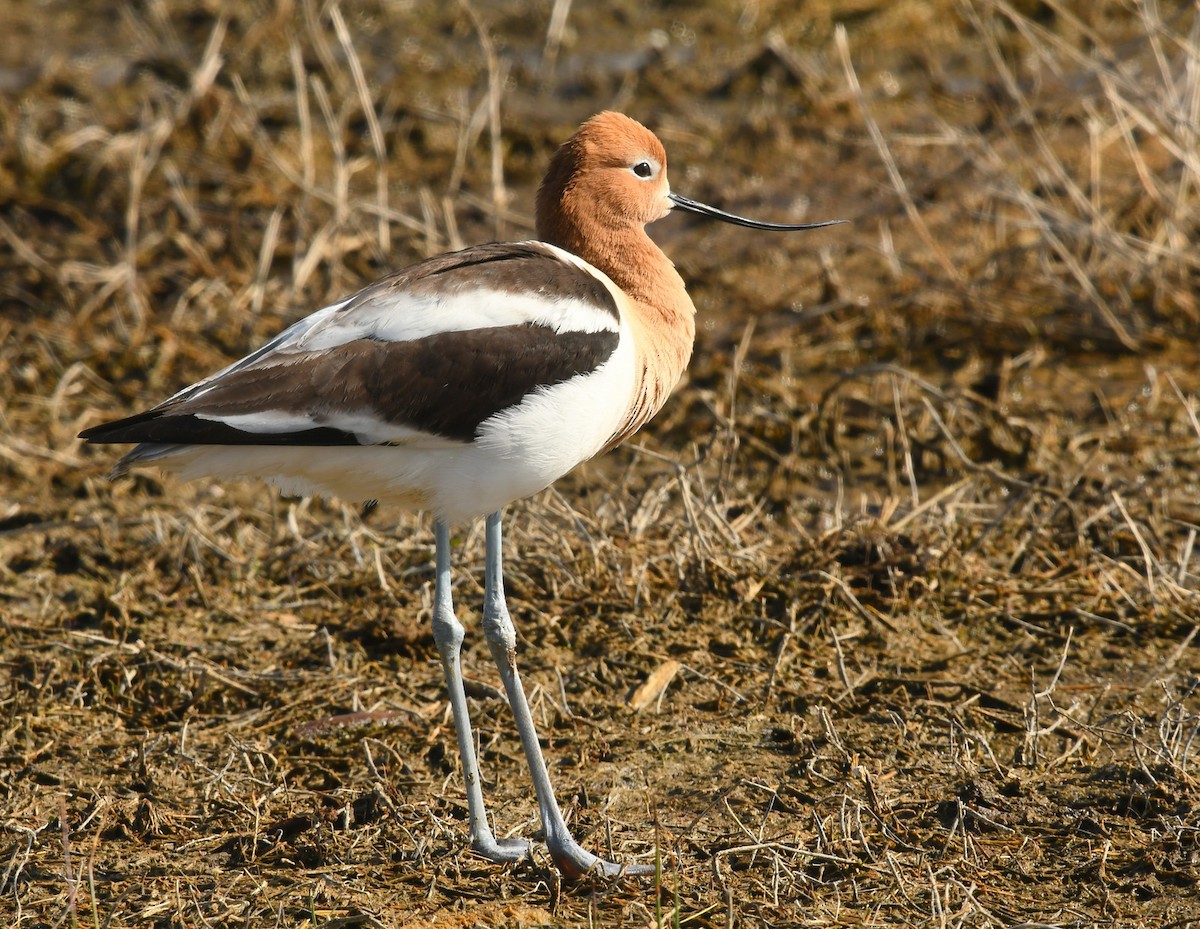 Avoceta Americana - ML619116299