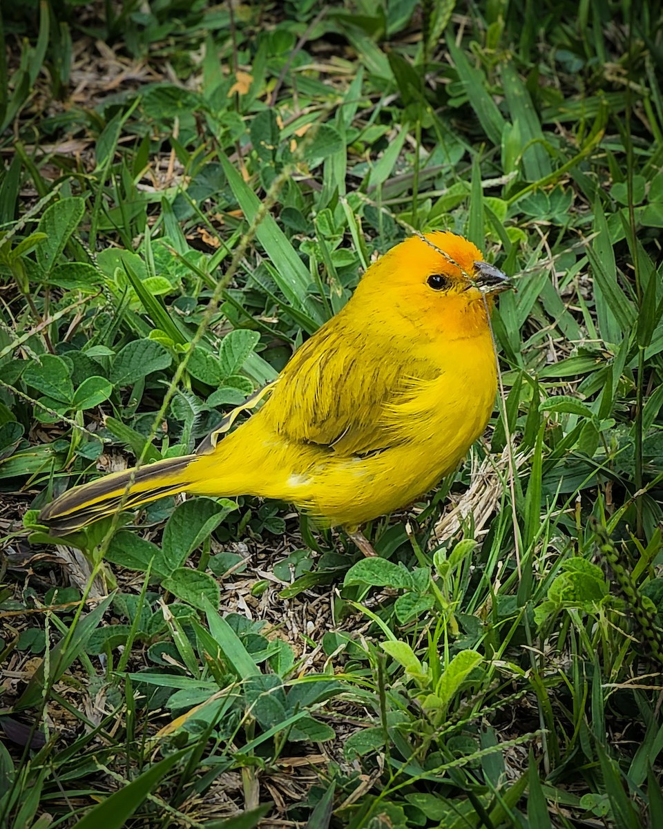 Saffron Finch - Paula A. Morales M.