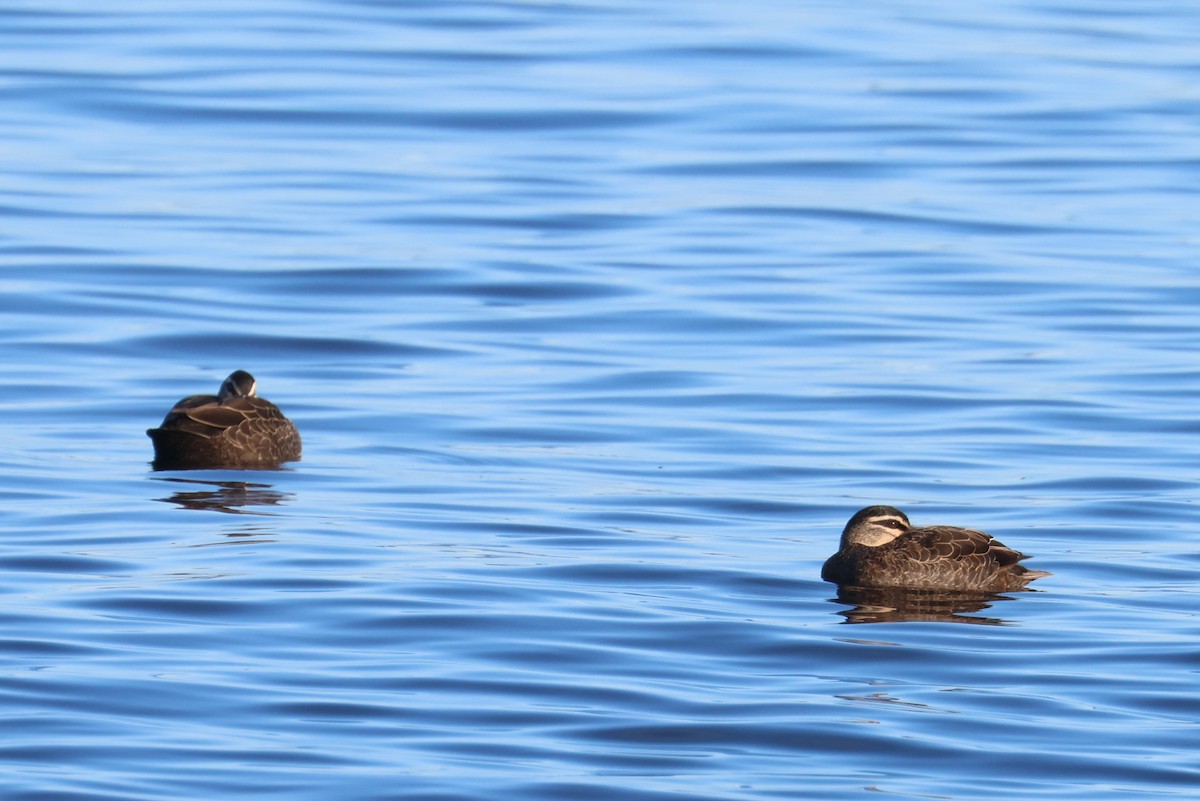 Pacific Black Duck - Lorix Bertling