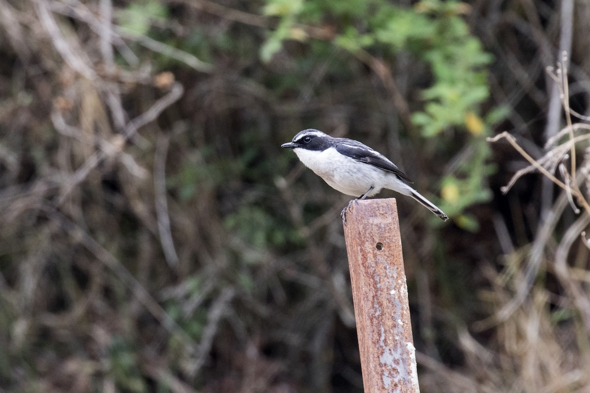 Gray Bushchat - Ramesh Shenai