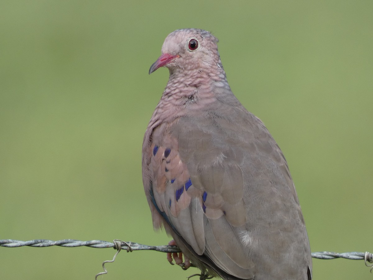 Common Ground Dove - ML619116334