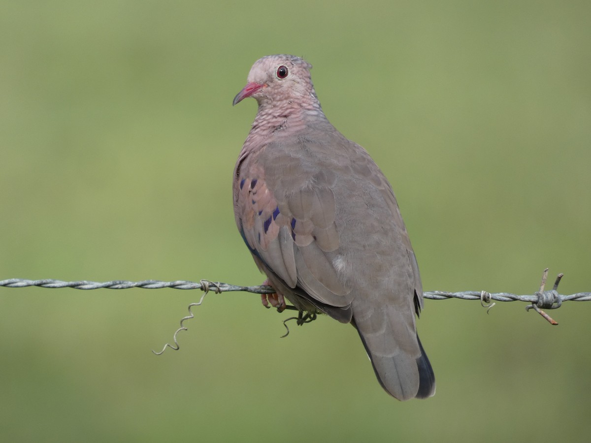 Common Ground Dove - ML619116335