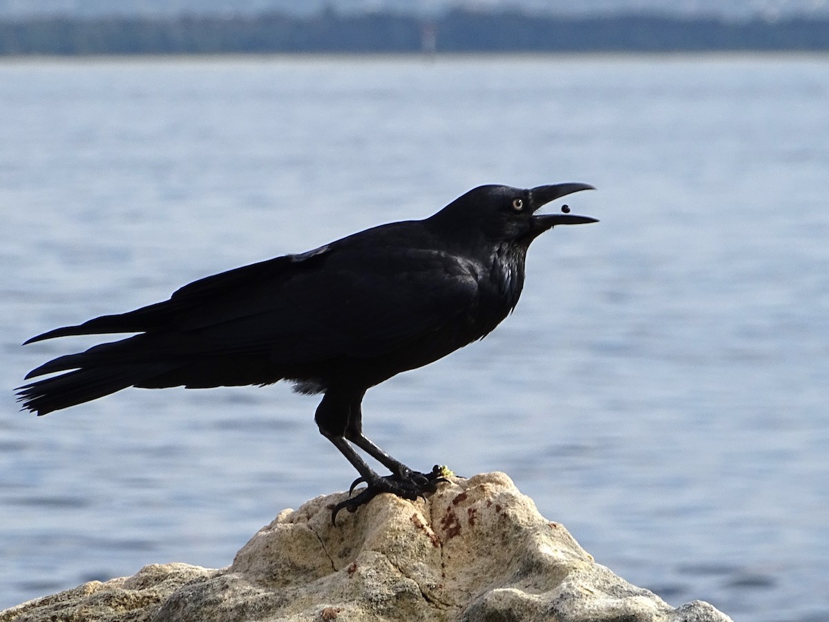 Australian Raven - Richard Murray