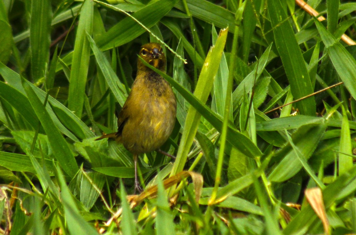 Yellow-faced Grassquit - Paula A. Morales M.