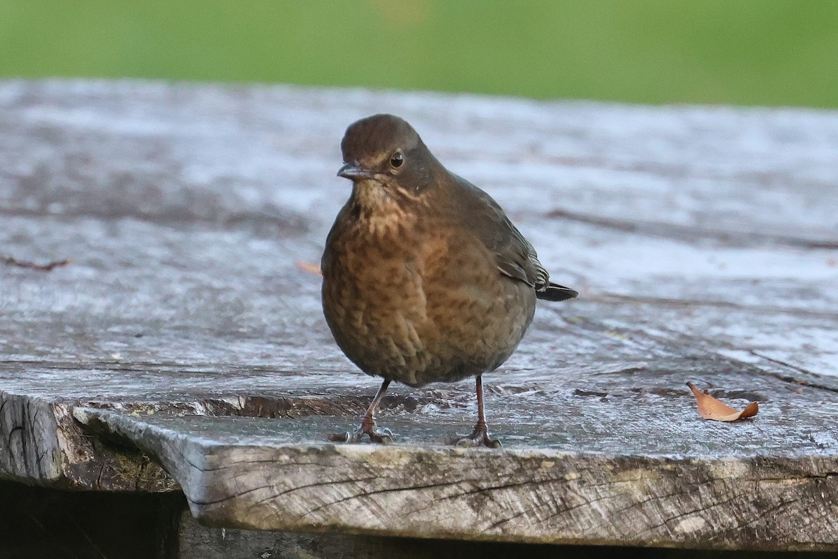 Eurasian Blackbird - Lorix Bertling