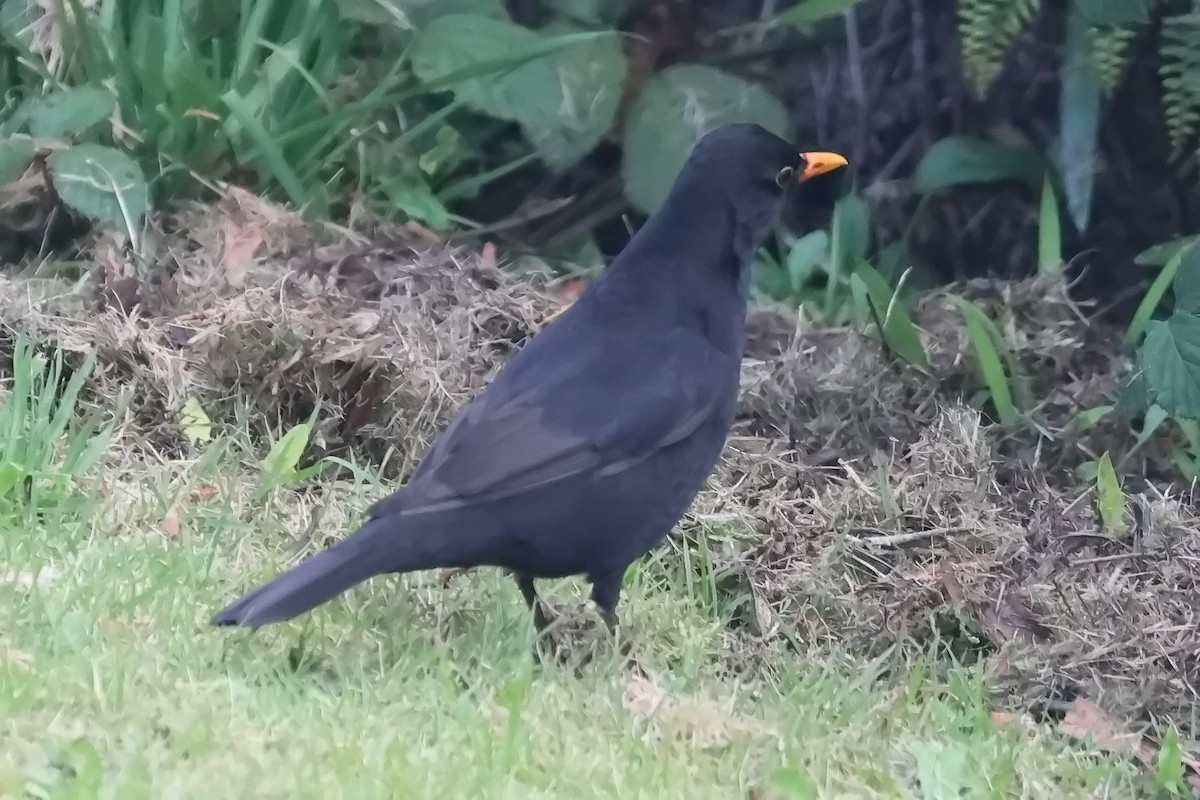 Eurasian Blackbird - ML619116359