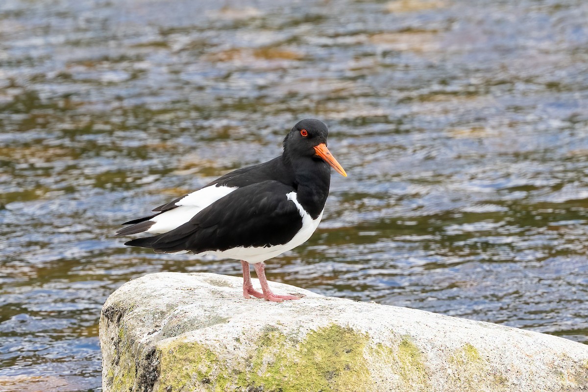 Eurasian Oystercatcher - ML619116374