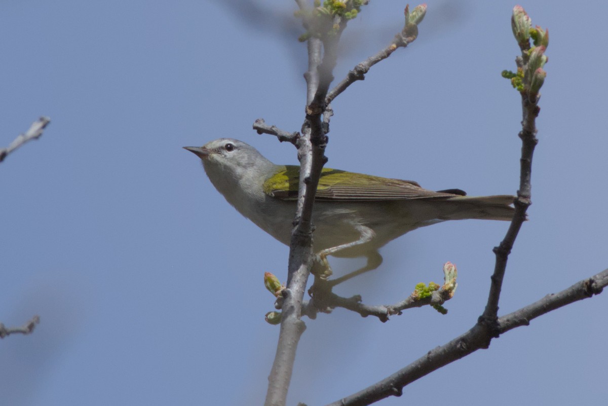 Tennessee Warbler - Carson Kearns