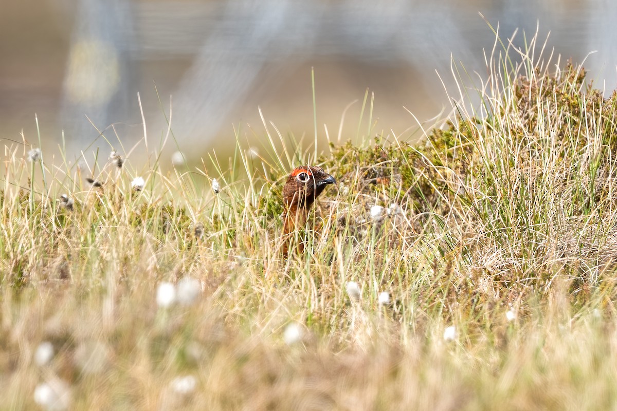 Willow Ptarmigan (Red Grouse) - ML619116402