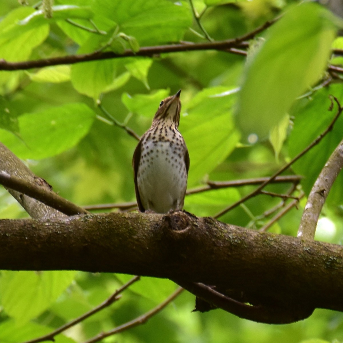 Swainson's Thrush - Till Dohse