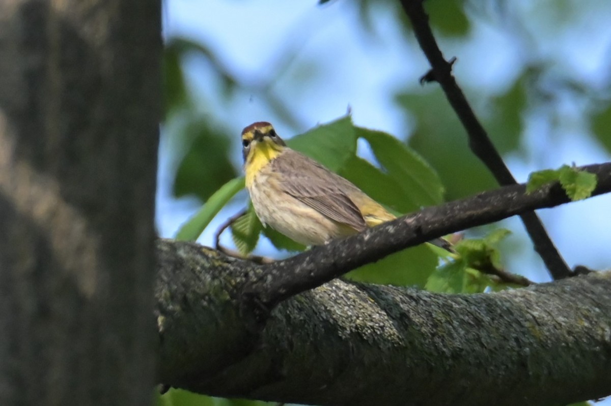 Palm Warbler - Nicolle and H-Boon Lee