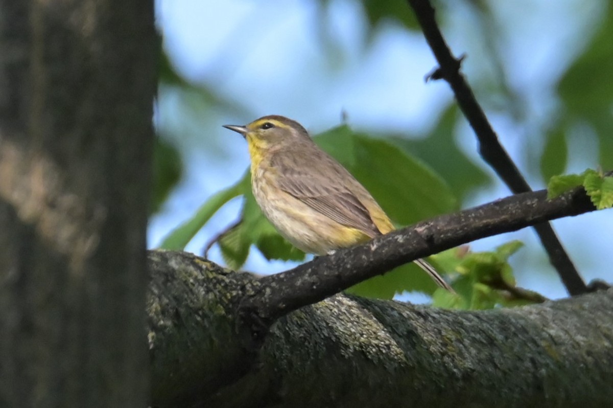Palm Warbler - Nicolle and H-Boon Lee