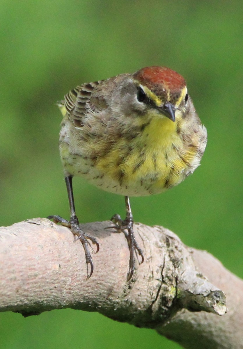 Palm Warbler - NE Ohio Duck Tracker - JUDY   ( ')>
