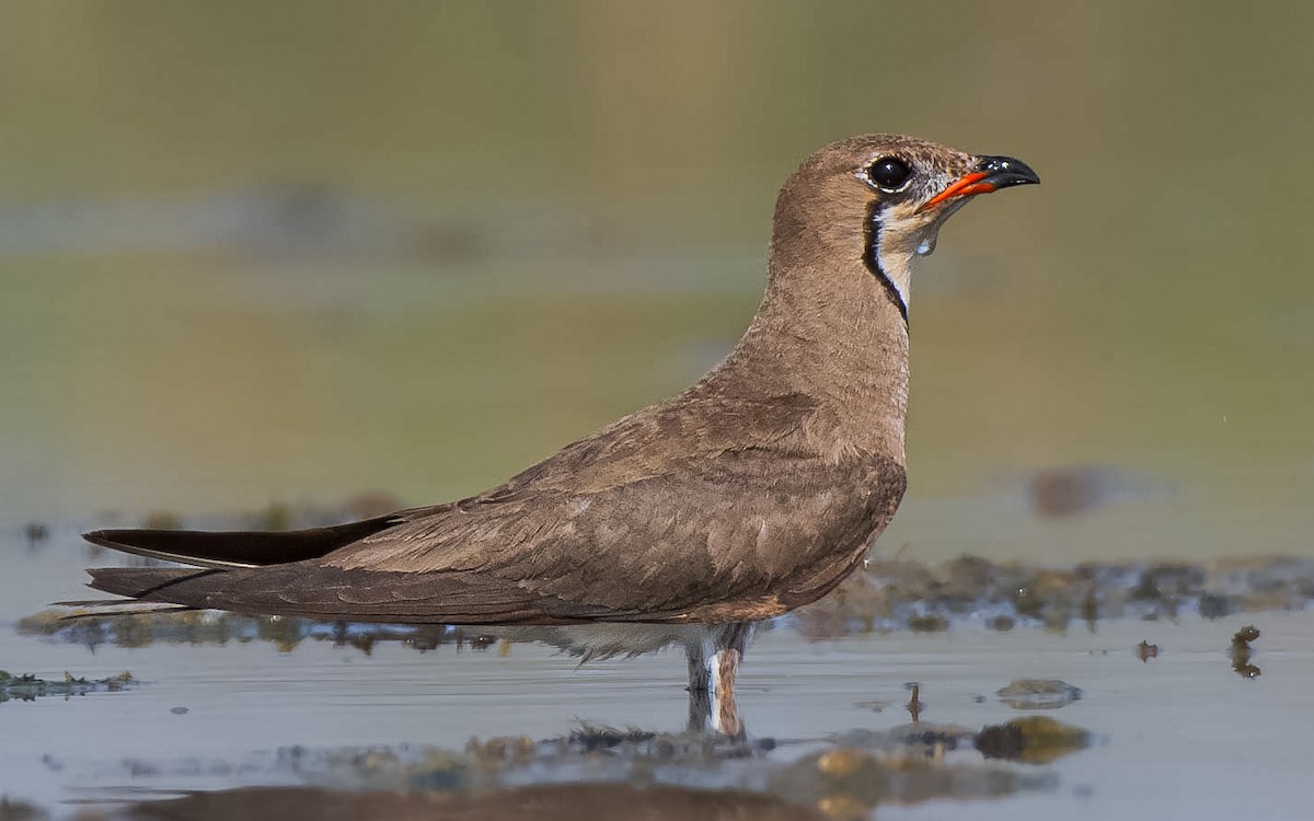 Collared Pratincole - Shantanu Majumdar