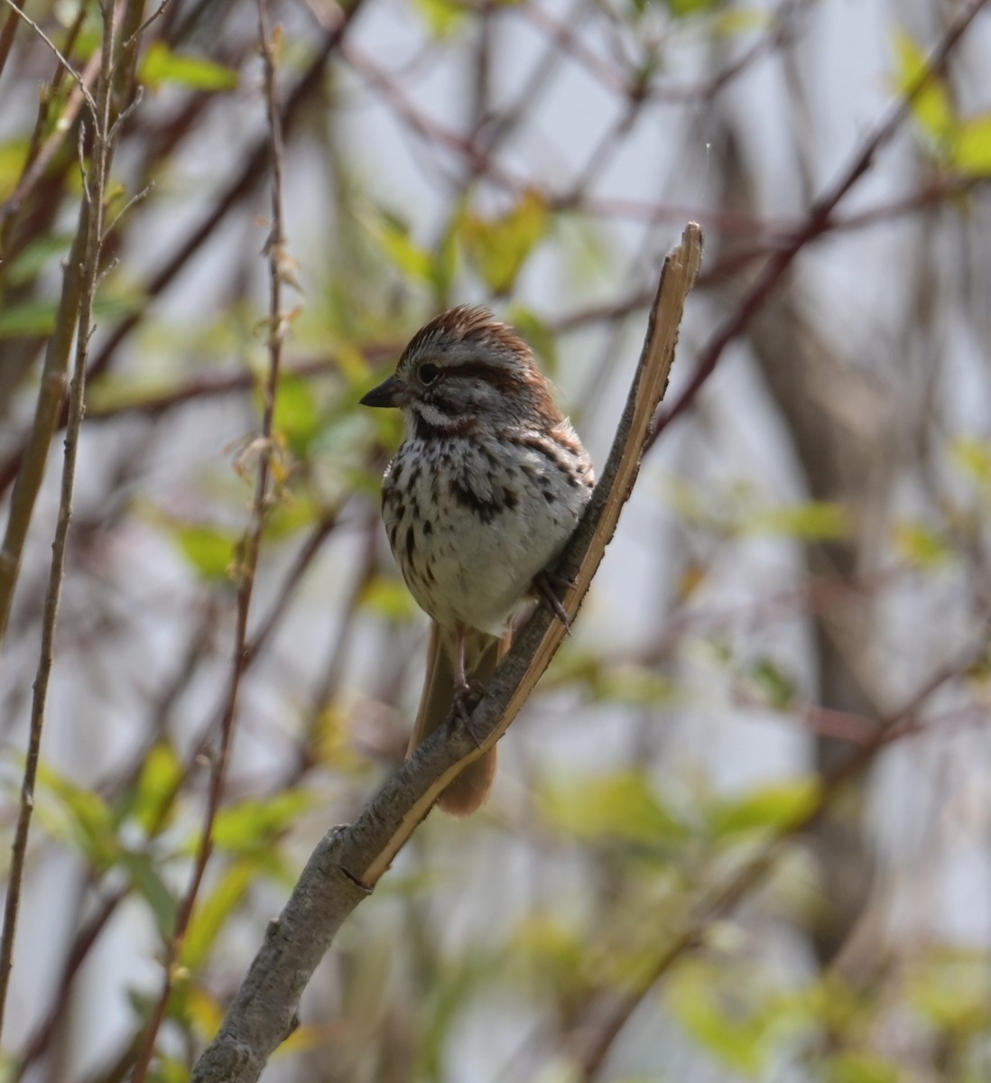 Song Sparrow - Nicolle and H-Boon Lee