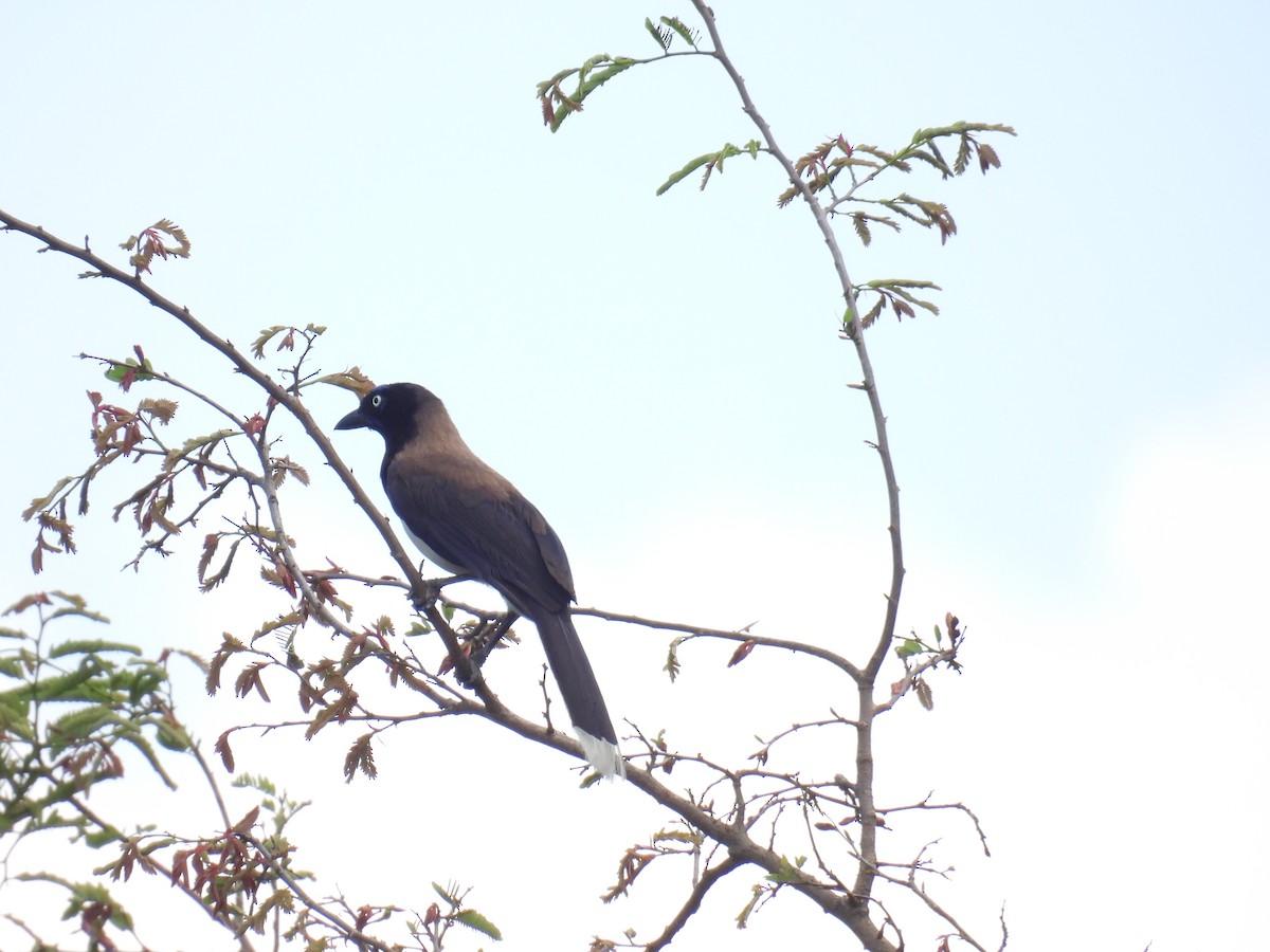 Black-chested Jay - Eduardo Rafael  Lázaro Arroyo