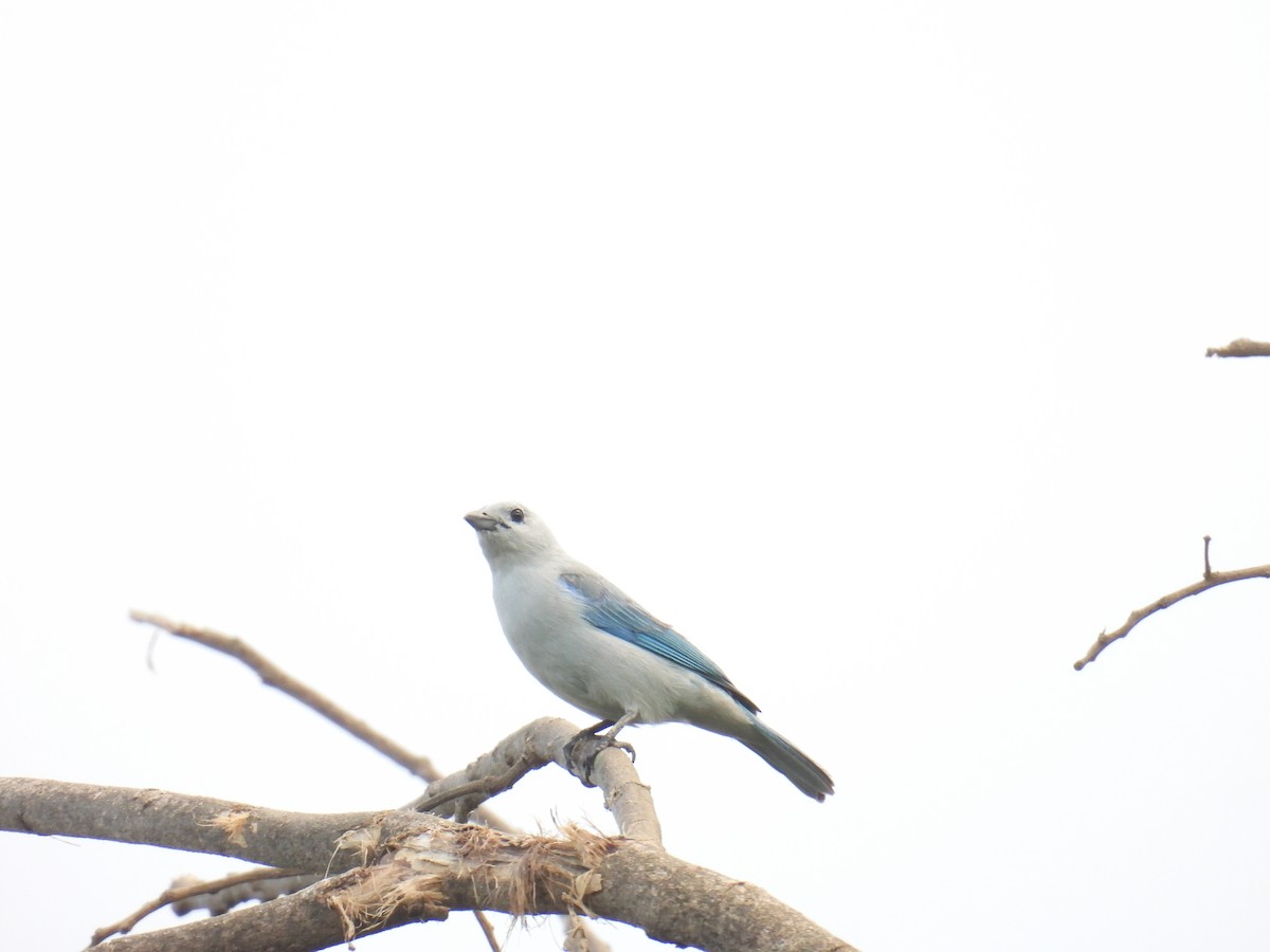 Blue-gray Tanager - Eduardo Rafael  Lázaro Arroyo