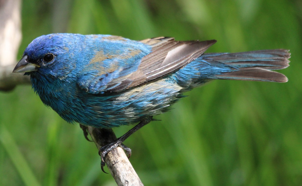 Indigo Bunting - NE Ohio Duck Tracker - JUDY   ( ')>