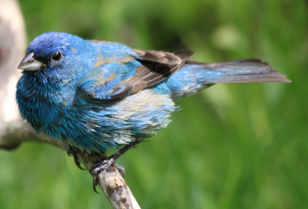 Indigo Bunting - NE Ohio Duck Tracker - JUDY   ( ')>