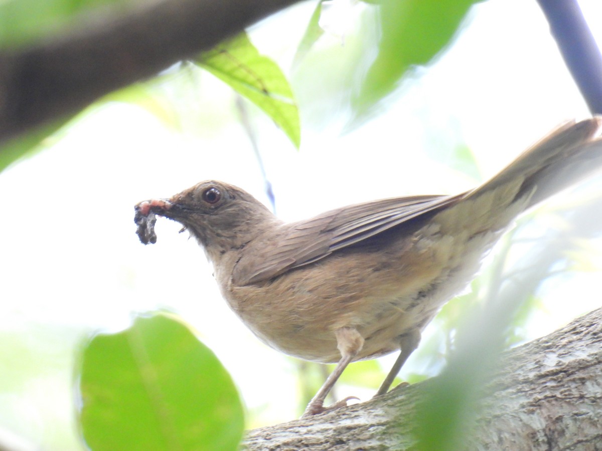 Clay-colored Thrush - Eduardo Rafael  Lázaro Arroyo