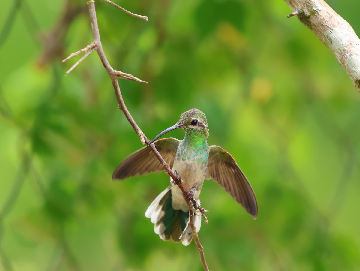 White-tailed Goldenthroat - Chad Richards