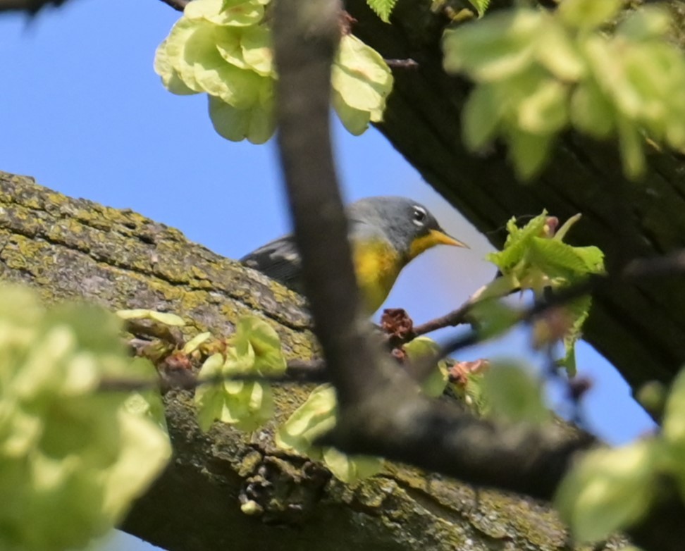 Northern Parula - Nicolle and H-Boon Lee