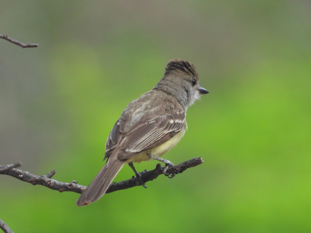 Brown-crested Flycatcher - Jose Fernando Sanchez O.