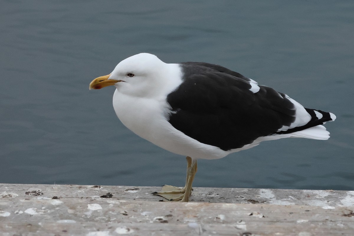 Kelp Gull - Lorix Bertling