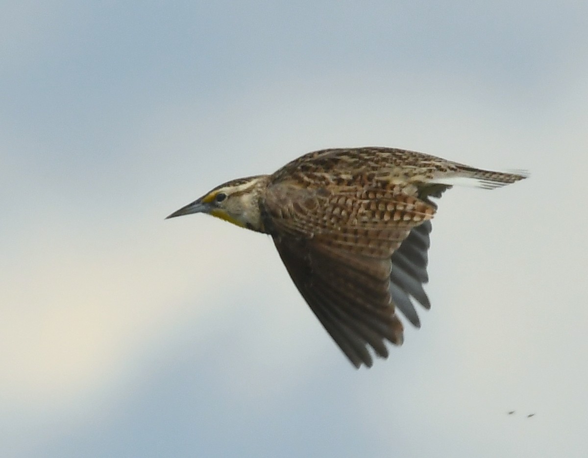 Western Meadowlark - ML619116524