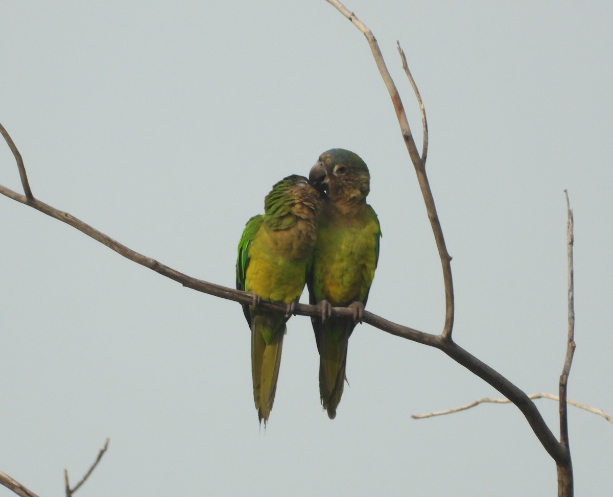 Brown-throated Parakeet - Jose Fernando Sanchez O.