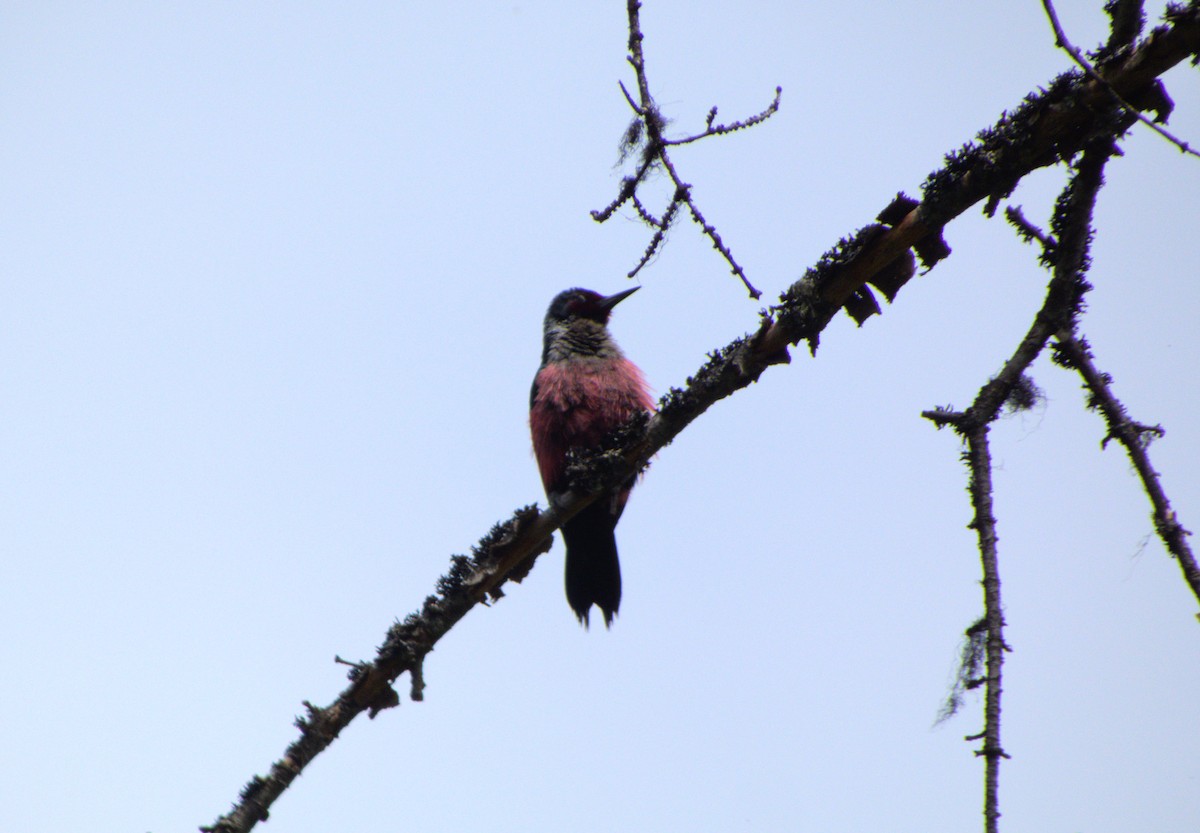 Lewis's Woodpecker - Ryan Robles