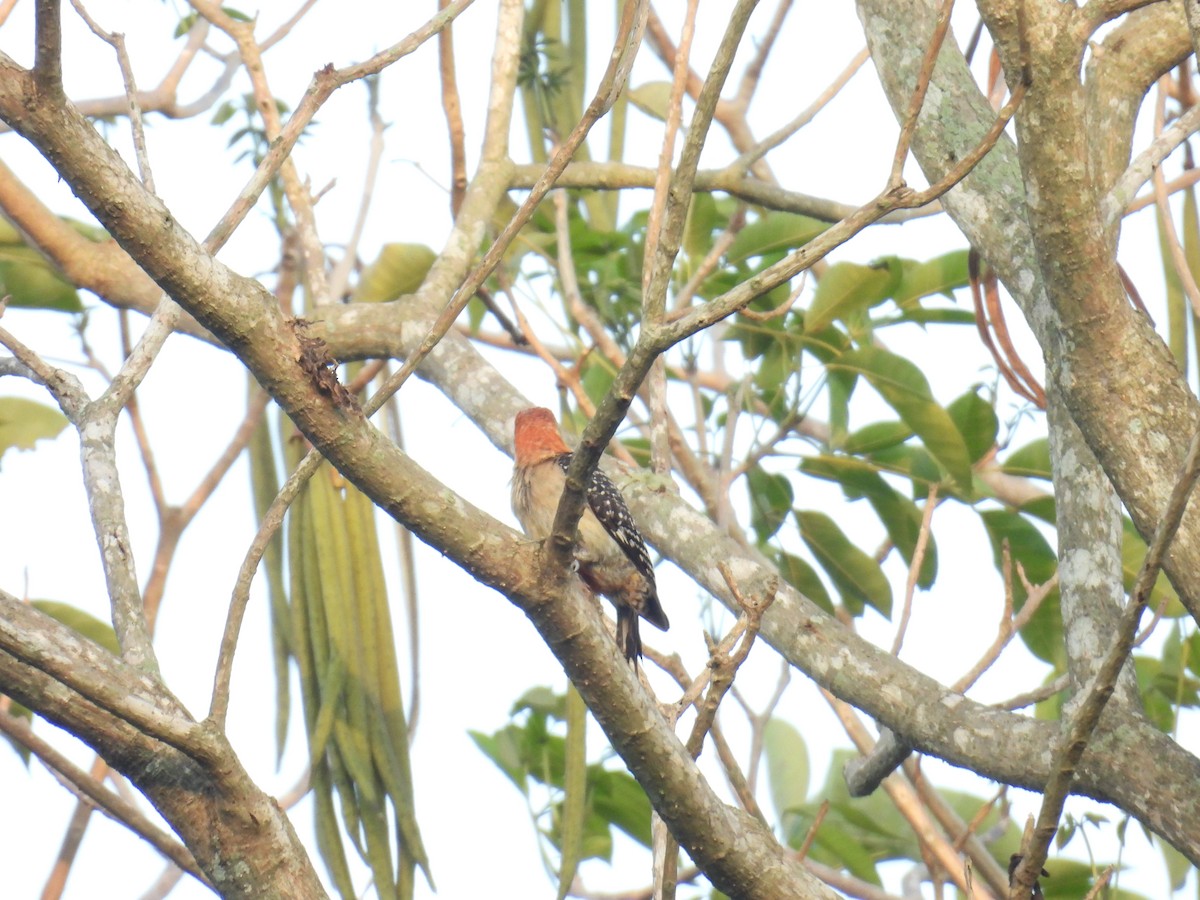 Red-crowned Woodpecker - Eduardo Rafael  Lázaro Arroyo