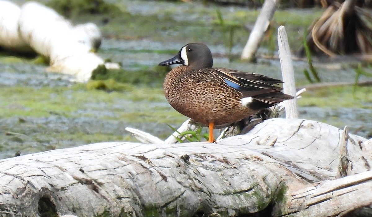 Blue-winged Teal - ML619116566